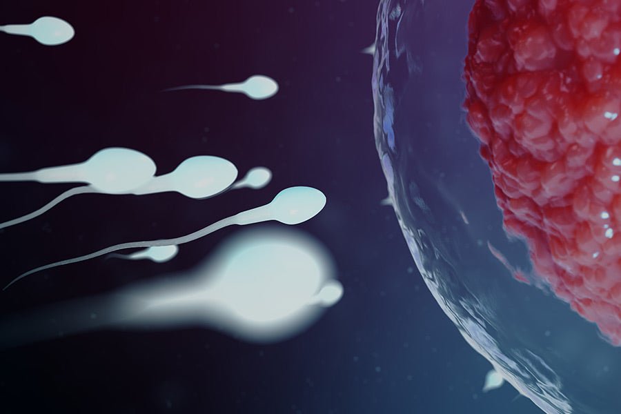 Does Heat Kill Sperm and Affect Testicle Health and Fertility? - Conceive Plus®