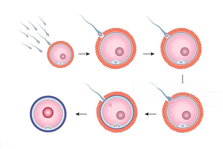 How Are Eggs Fertilized and What Happens During Fertilization - Conceive Plus®