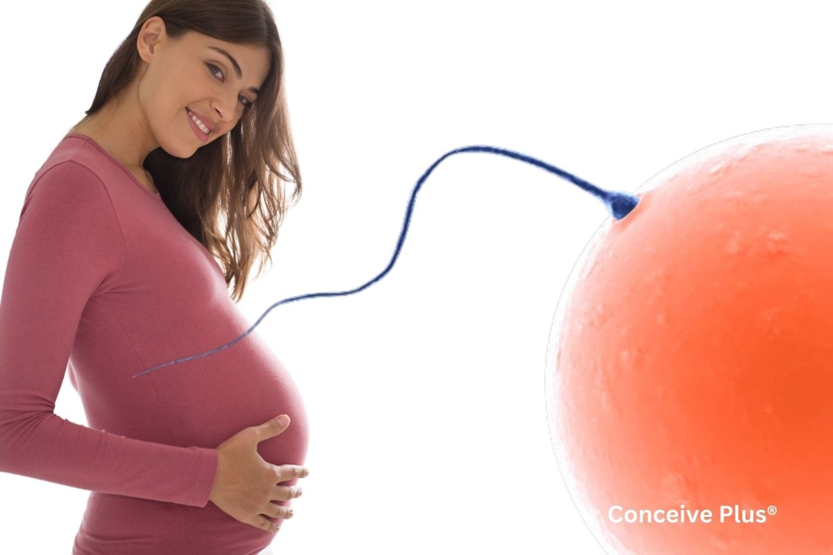 How Do Eggs Get Fertilized and What Helps You Get Pregnant Fast - Conceive Plus®