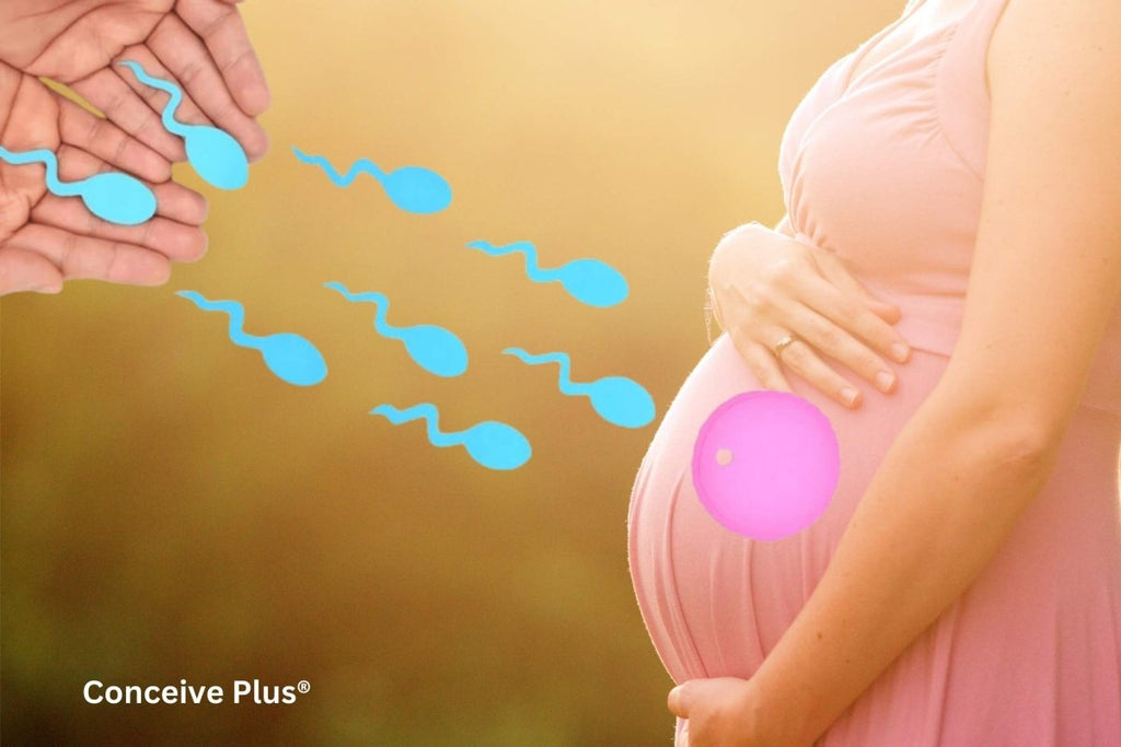 How Sperm Is Released in Female and What Happens Next - Conceive Plus®