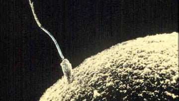 Lab Grown Sperm Could Cure Male Infertility - CONCEIVE PLUS