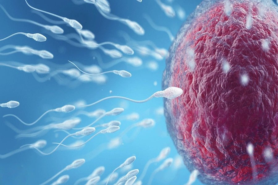 What Percent of Sperm Live 3 Days and Their Survival Before Ovulation - Conceive Plus®